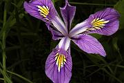 Oregon Iris, Iris tenax